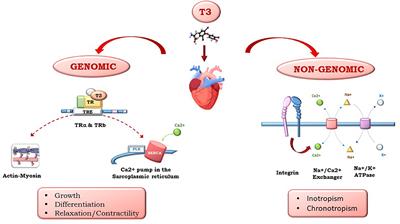 Cardioprotection and Thyroid Hormones in the Clinical Setting of Heart Failure